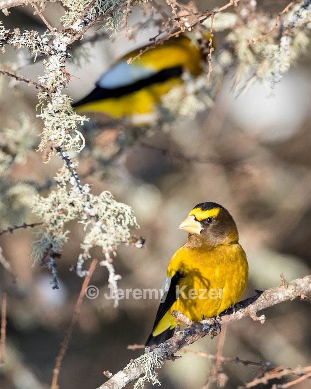 Evening Grosbeak