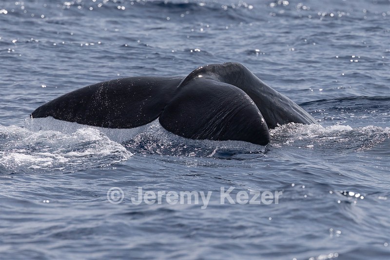 Sperm Whale