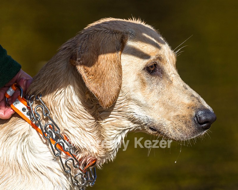 Scout Luongo