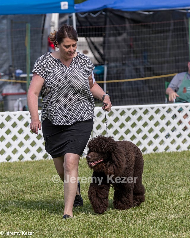 41 - GCH CH Brekkon's First Mark BN RN CGC TKN