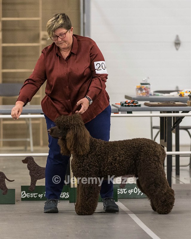 204 - CH Brekkon’s Brown Eyed Girl At Flintcrest DJ CGC TKN FTI