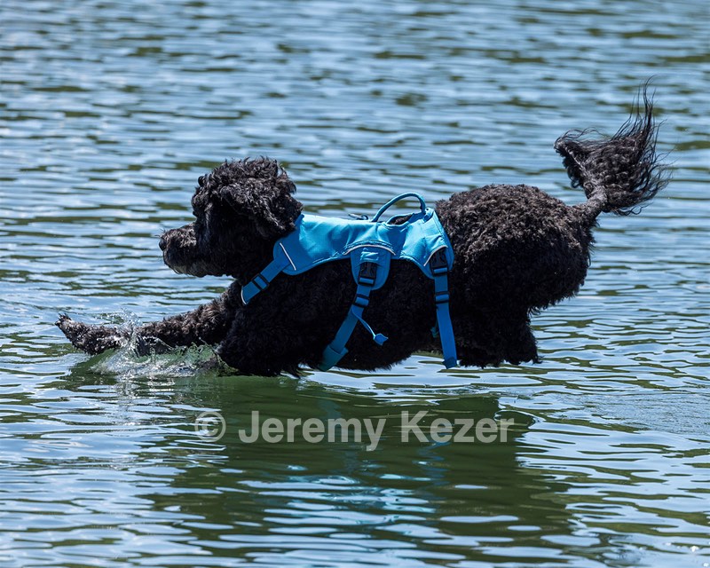 Fenwick Kutner