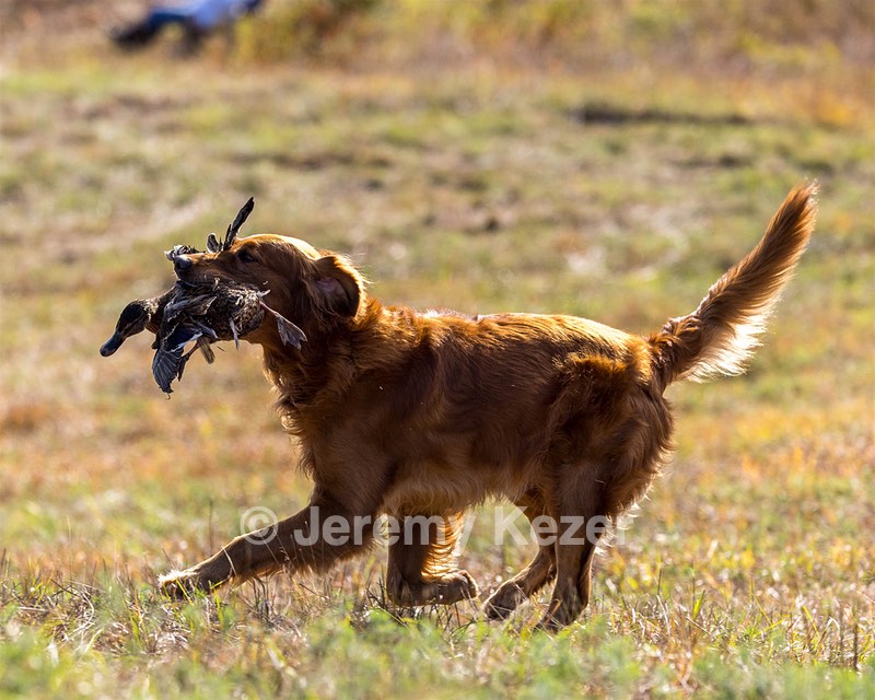 Gunner Haberman