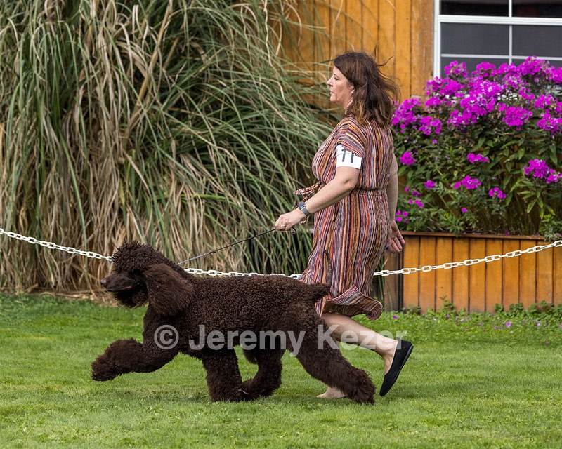 11 - GCH CH BREKKON'S FIRST MARK BN RN CGC TKN (Hunny)