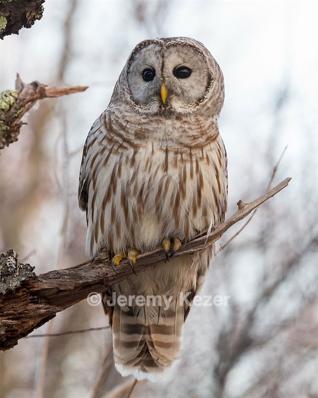 Barred Owl, Plum Island, Massachusetts