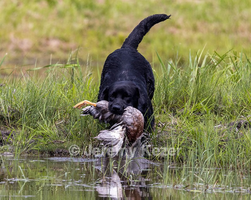 Jessie Buyting