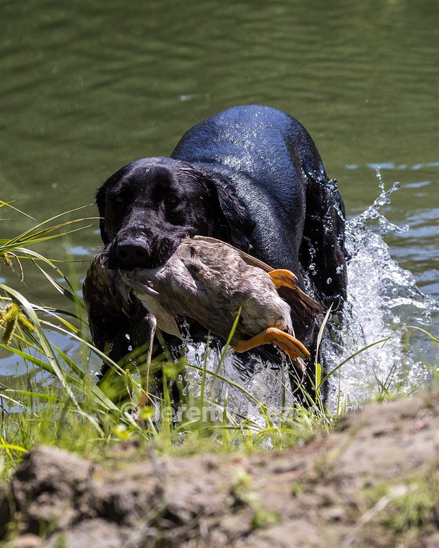 Otter Marro