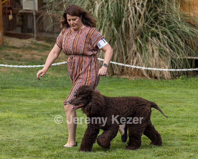 11 - GCH CH BREKKON'S FIRST MARK BN RN CGC TKN (Hunny)