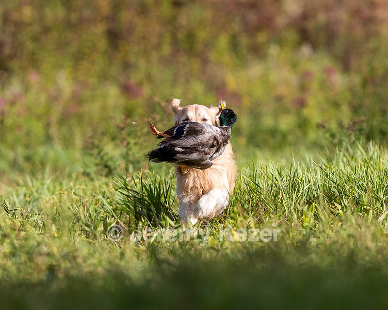 Ghillie Deresienska