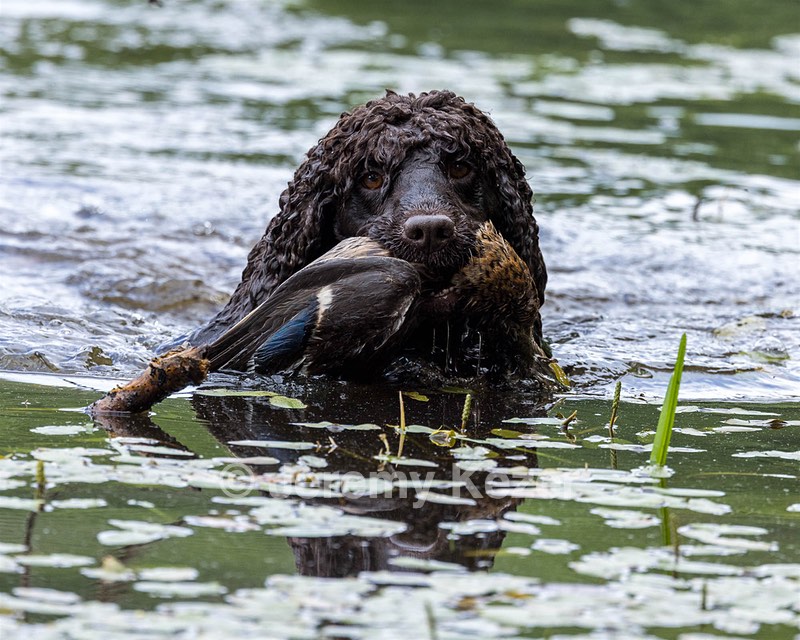 Ghillie Kezer