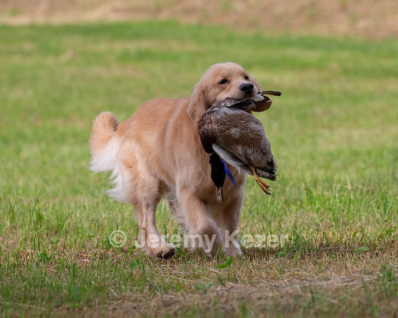 Bondi Huss