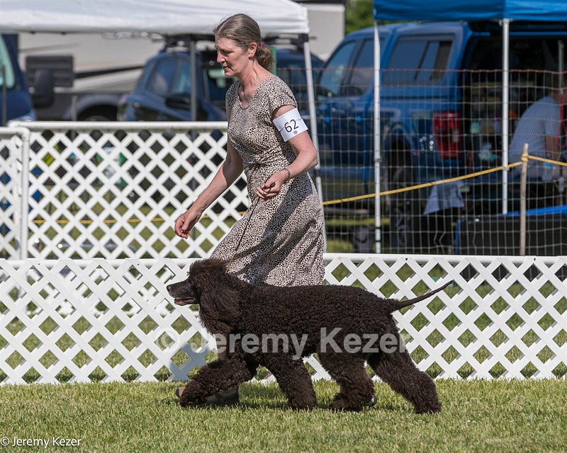 62 - GCH CH Chantico's Dark And Stormy BN RN (Kiera)
