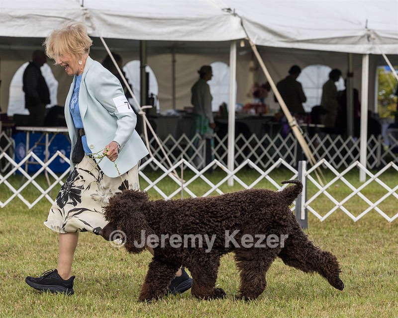 07 - GCH CH CASTLEHILL'S RAMBLIN' RAFAEL O'CRISPIN BN (Rafi)