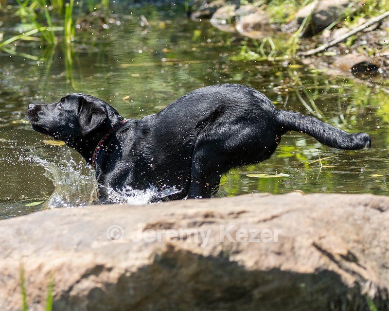 Josie