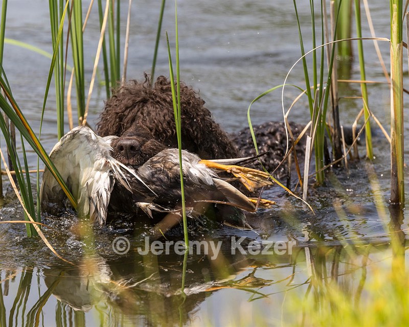 Ghillie Kezer