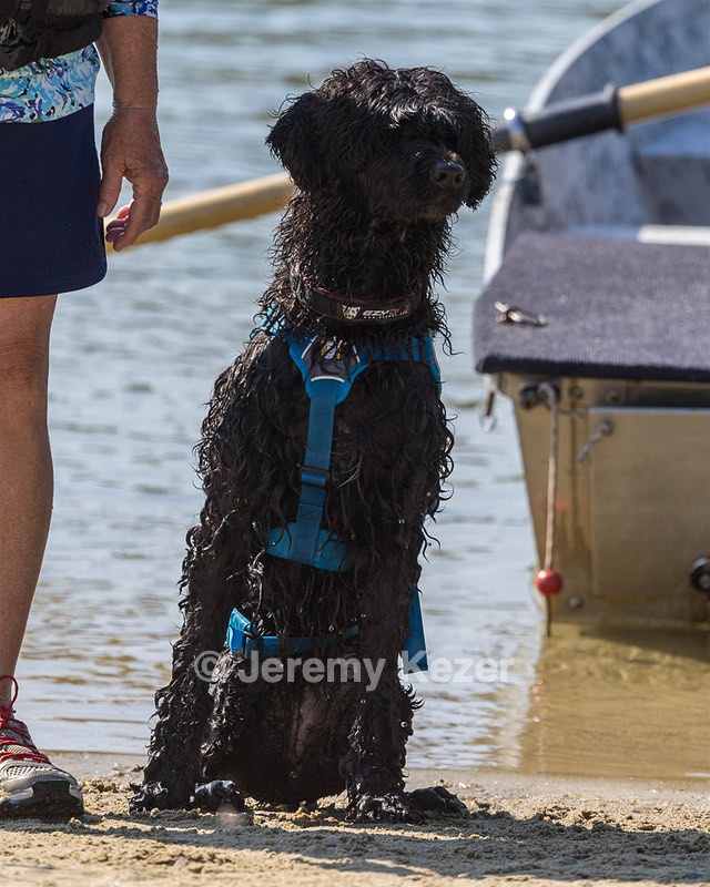 Boaty Bellicose