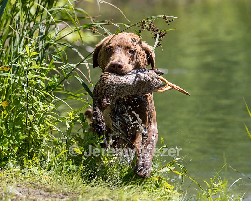 Poacher Bellanceau