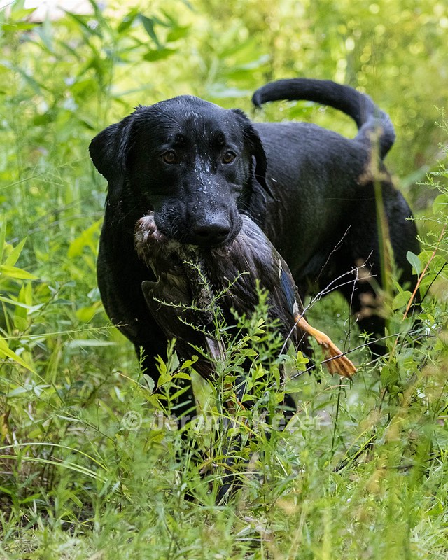 Mowgli