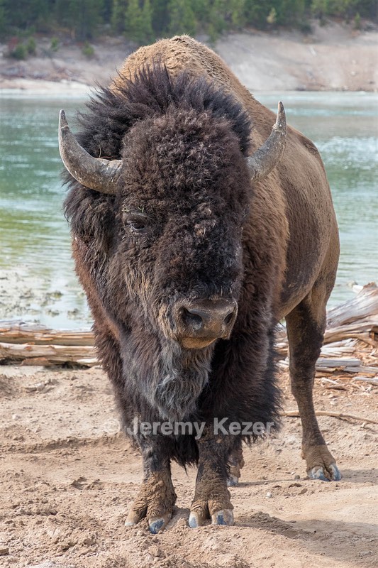 Yellowstone National Park