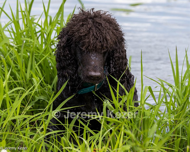 Ghillie