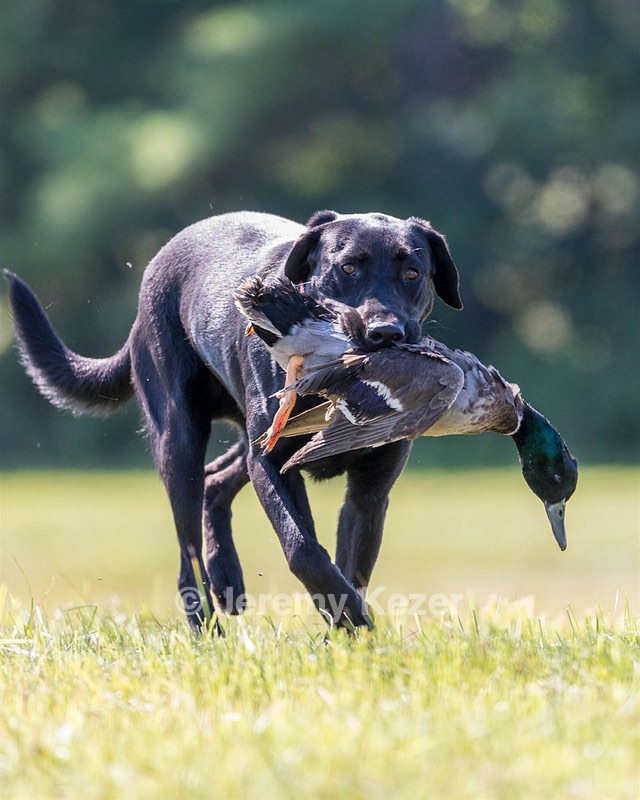 Otter Marro