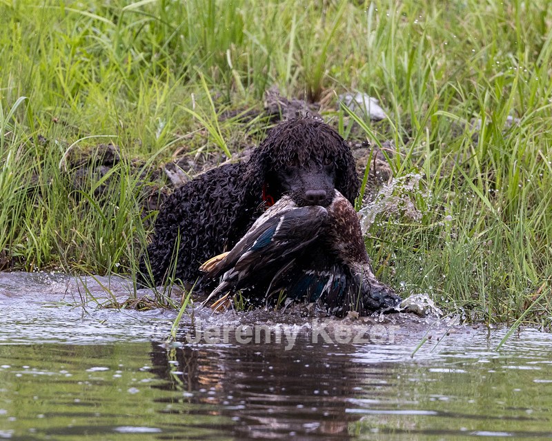 Ghillie Kezer
