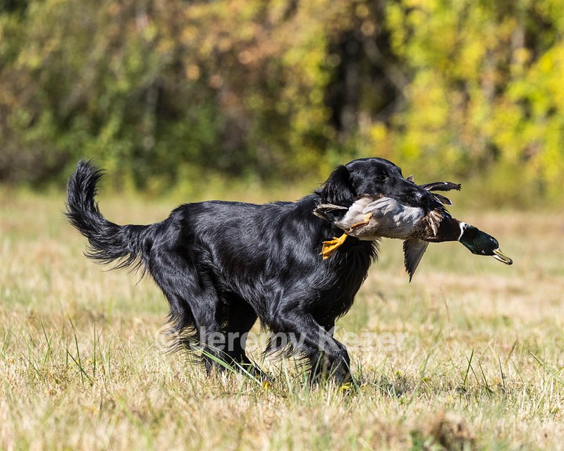 Rune Catterson