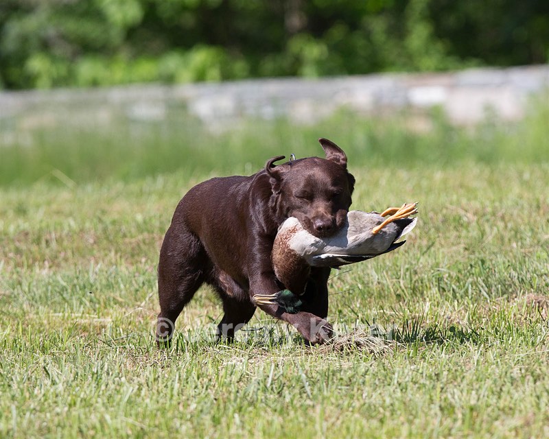 Kodi