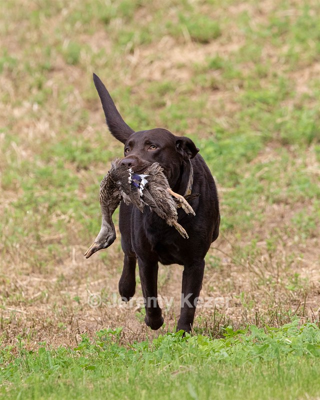 Tucker