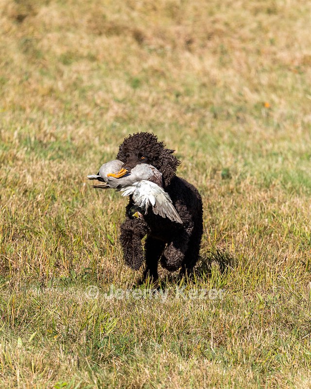 Ghillie Kezer