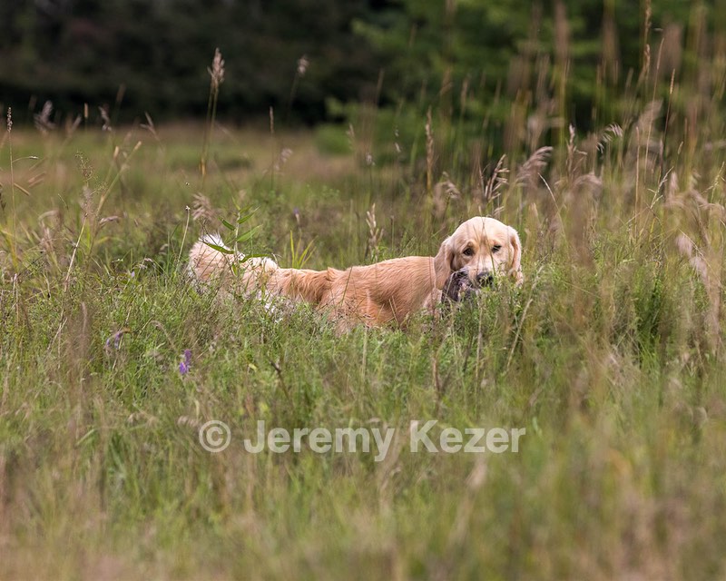 Meadow