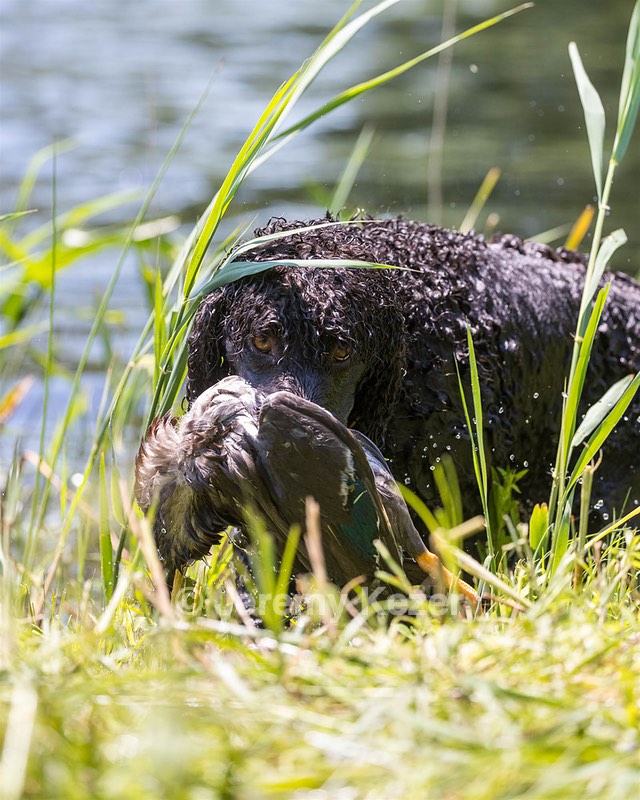 Ghillie Kezer