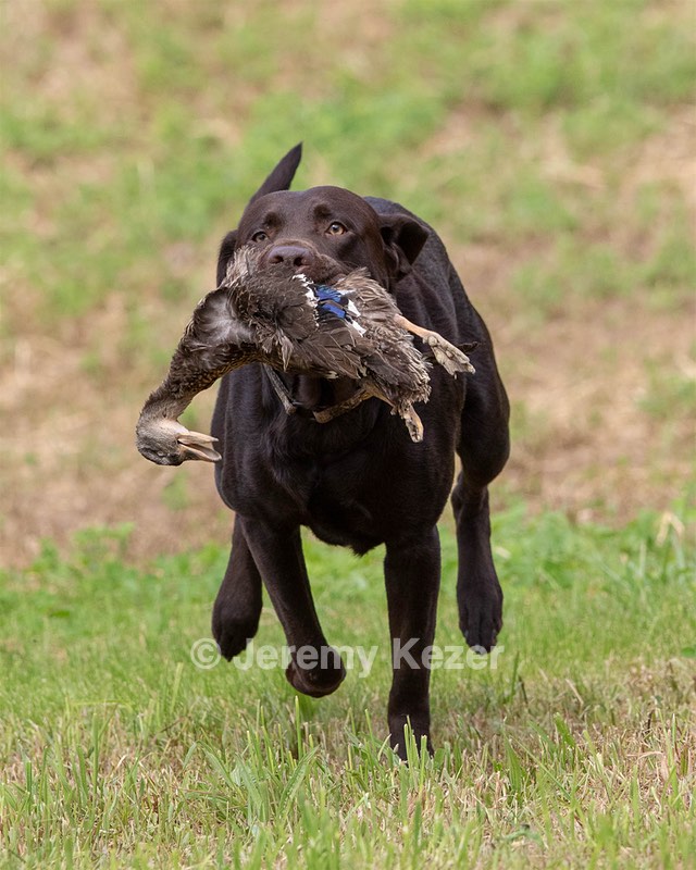 Tucker