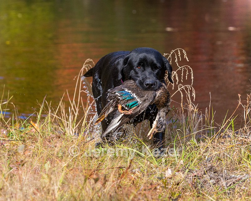 Shoreline's Dancing Girl (Sadie)
