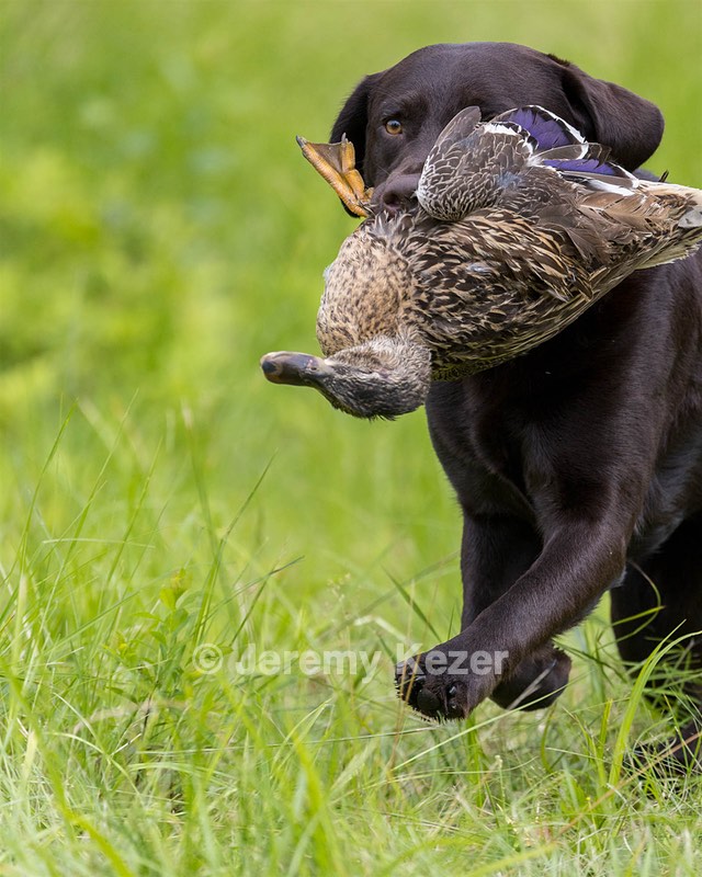 Otter Henry