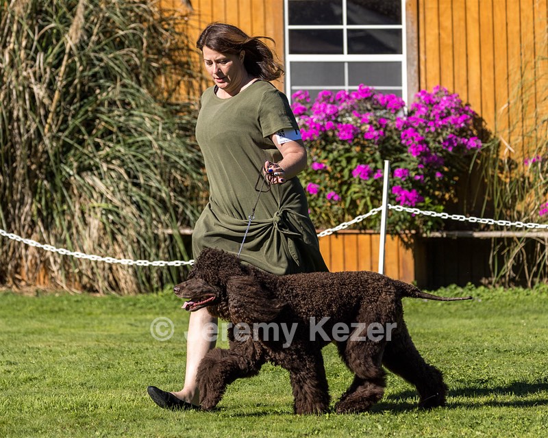 11 - GCH CH BREKKON'S FIRST MARK BN RN CGC TKN
