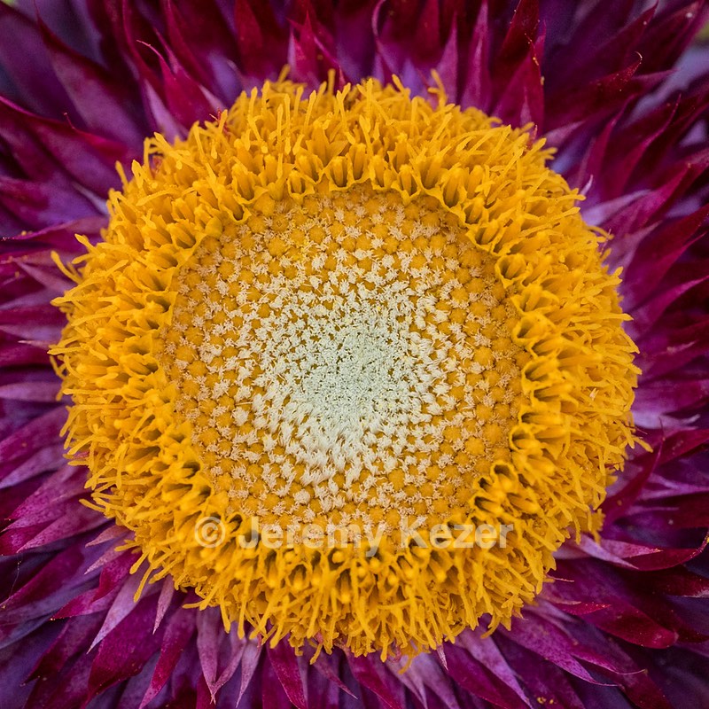 Strawflower