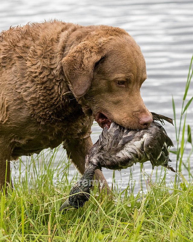 Hunter Law