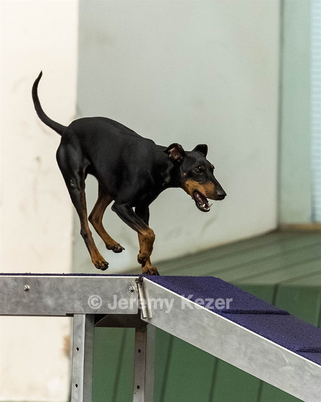 Albus King