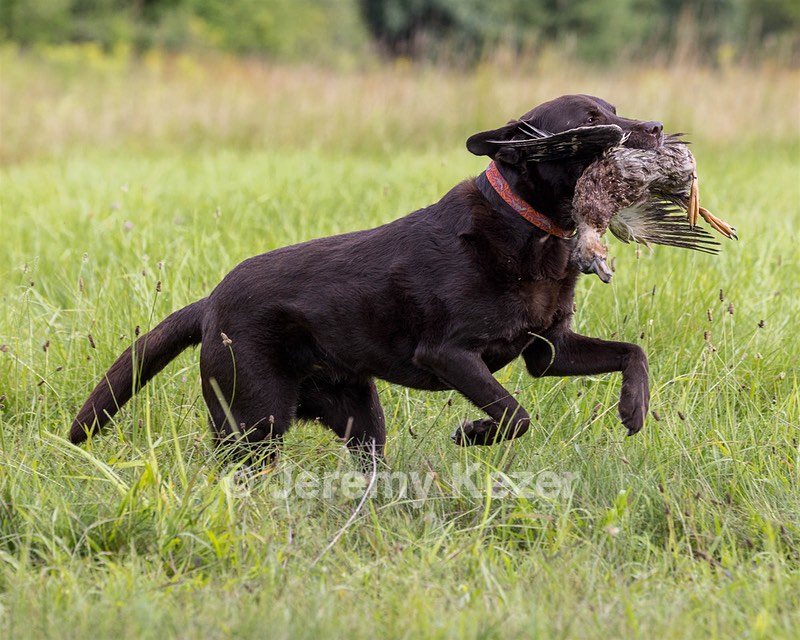 Chip