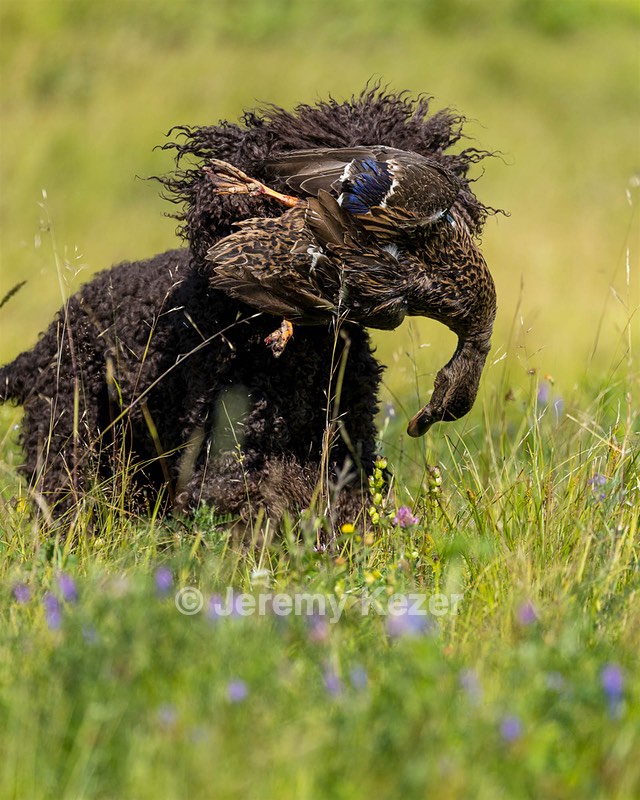 Ghillie Kezer