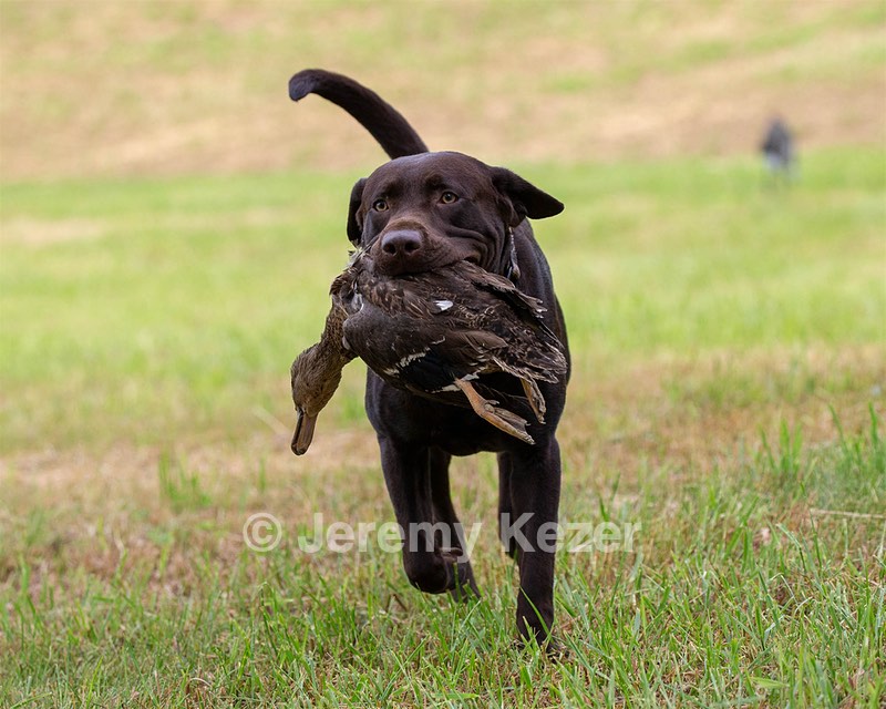 Tucker