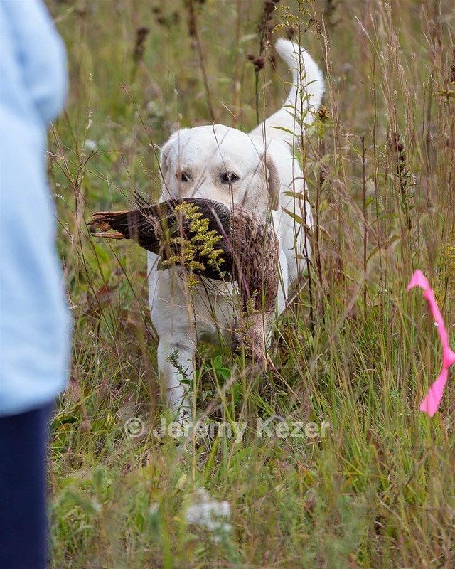 Henry