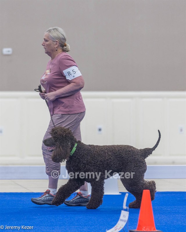R5 - CASTLEHILL'S BUGSY MALONE 0' CRISPIN RATS DM DS CGC TKA