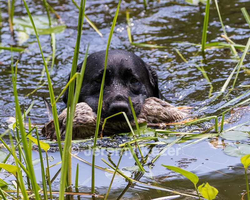 Scout
