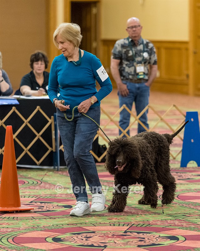 101 - GCH CASTLEHILL'S RAMBLIN' RAFAEL O'CRISPIN BN RA CGCA TKI (Raffi)
