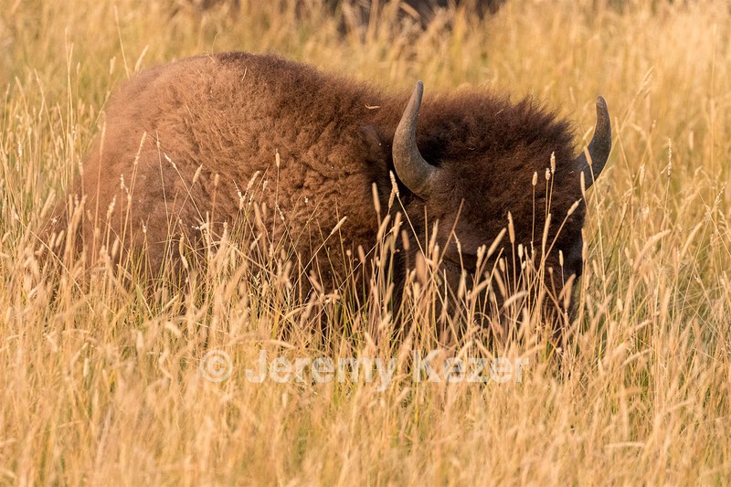 Yellowstone National Park