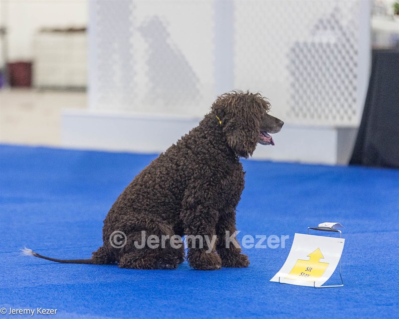 R26 - CH CUBOGLACH ROSY MAPLE RAE CAA BCAT SWME RATS DJ DN CGC TKN FTN