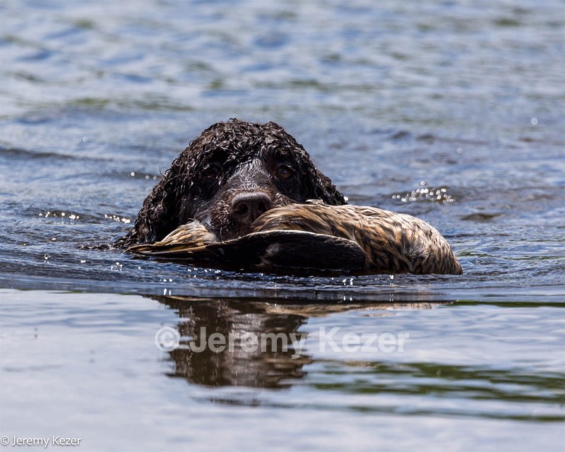 Ghillie