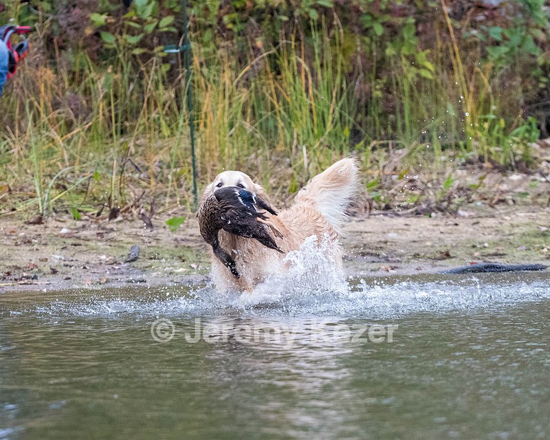 Ghillie
